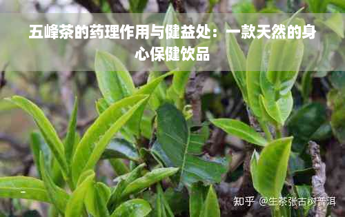 五峰茶的药理作用与健益处：一款天然的身心保健饮品