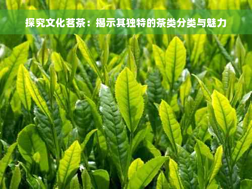 探究文化茗茶：揭示其独特的茶类分类与魅力