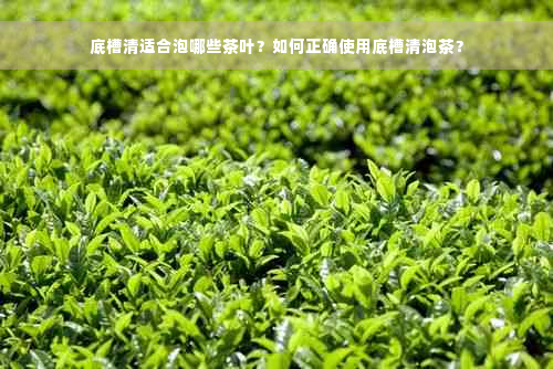 底槽清适合泡哪些茶叶？如何正确使用底槽清泡茶？