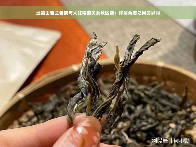 武夷山奇兰岩茶与大红袍的关系及区别：详解两者之间的异同