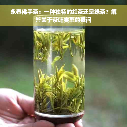 永春佛手茶：一种独特的红茶还是绿茶？解答关于茶叶类型的疑问