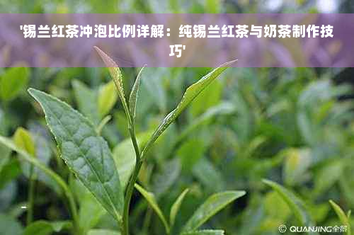 '锡兰红茶冲泡比例详解：纯锡兰红茶与奶茶制作技巧'