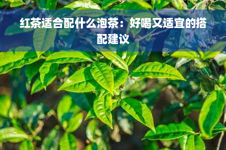 红茶适合配什么泡茶：好喝又适宜的搭配建议