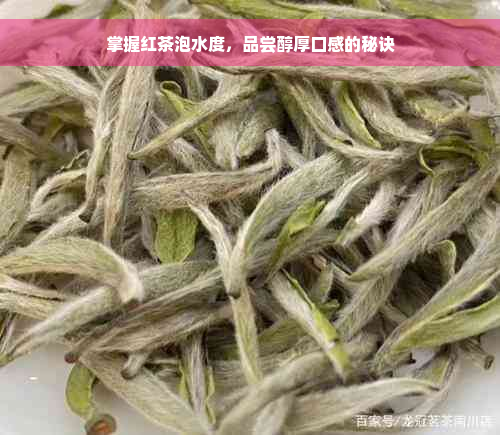 掌握红茶泡水度，品尝醇厚口感的秘诀