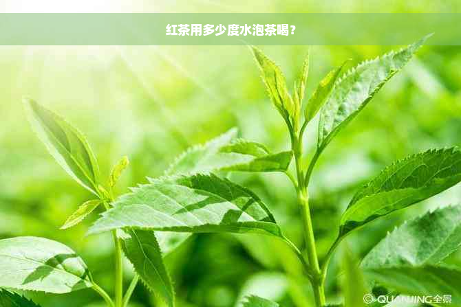 红茶用多少度水泡茶喝？