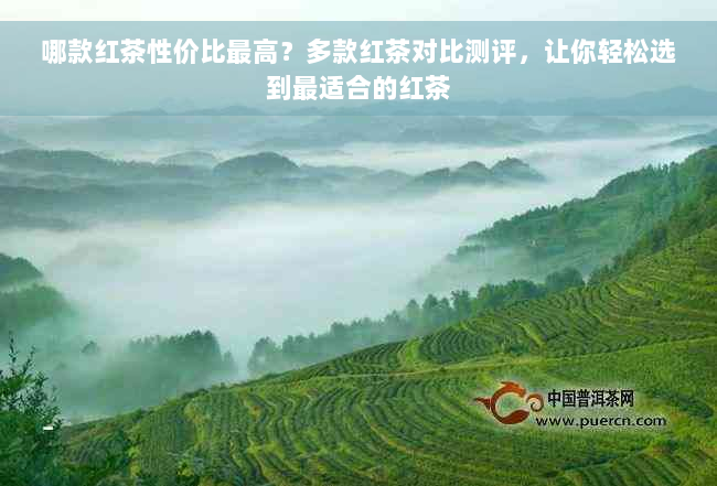 哪款红茶性价比更高？多款红茶对比测评，让你轻松选到最适合的红茶