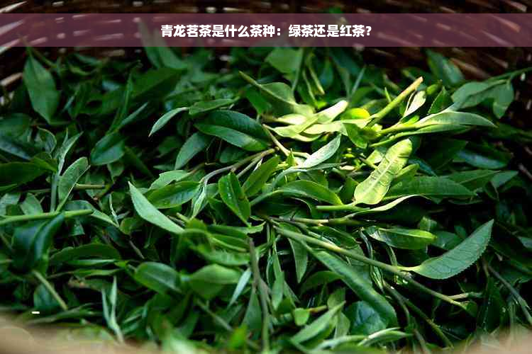 青龙茗茶是什么茶种：绿茶还是红茶？