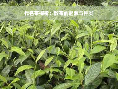 代名茶探析：散茶的起源与种类