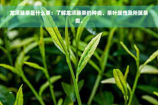 龙须藤茶是什么茶：了解龙须藤茶的种类、茶叶属性及所属茶类。