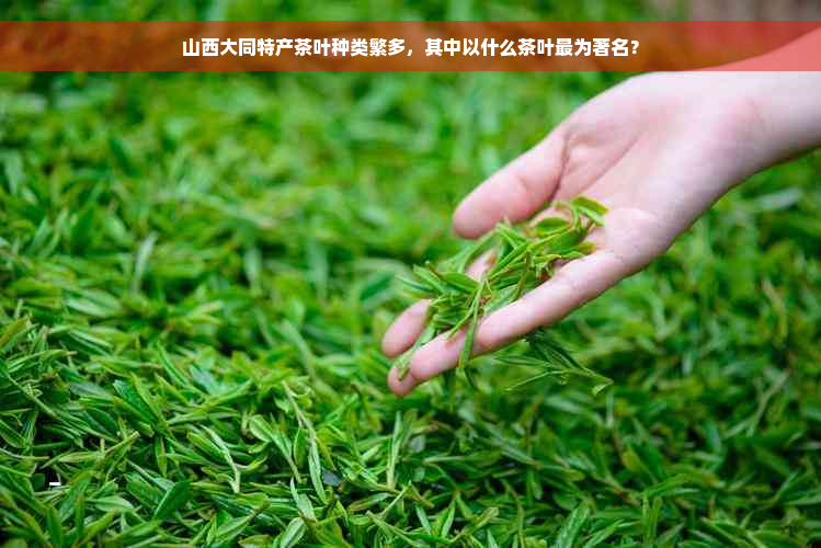 山西大同特产茶叶种类繁多，其中以什么茶叶最为著名？