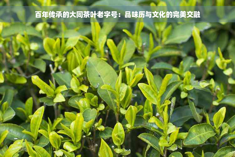 百年传承的大同茶叶老字号：品味历与文化的完美交融