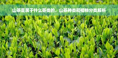 山茶是属于什么茶类的，山茶种类和植物分类解析