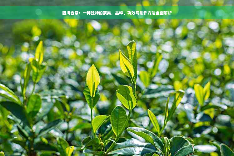 四川香茶：一种独特的茶类，品种、功效与制作方法全面解析