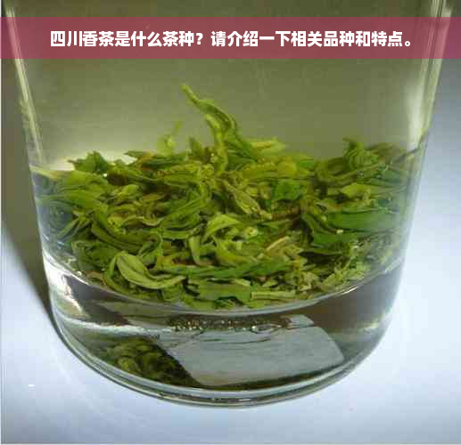 四川香茶是什么茶种？请介绍一下相关品种和特点。