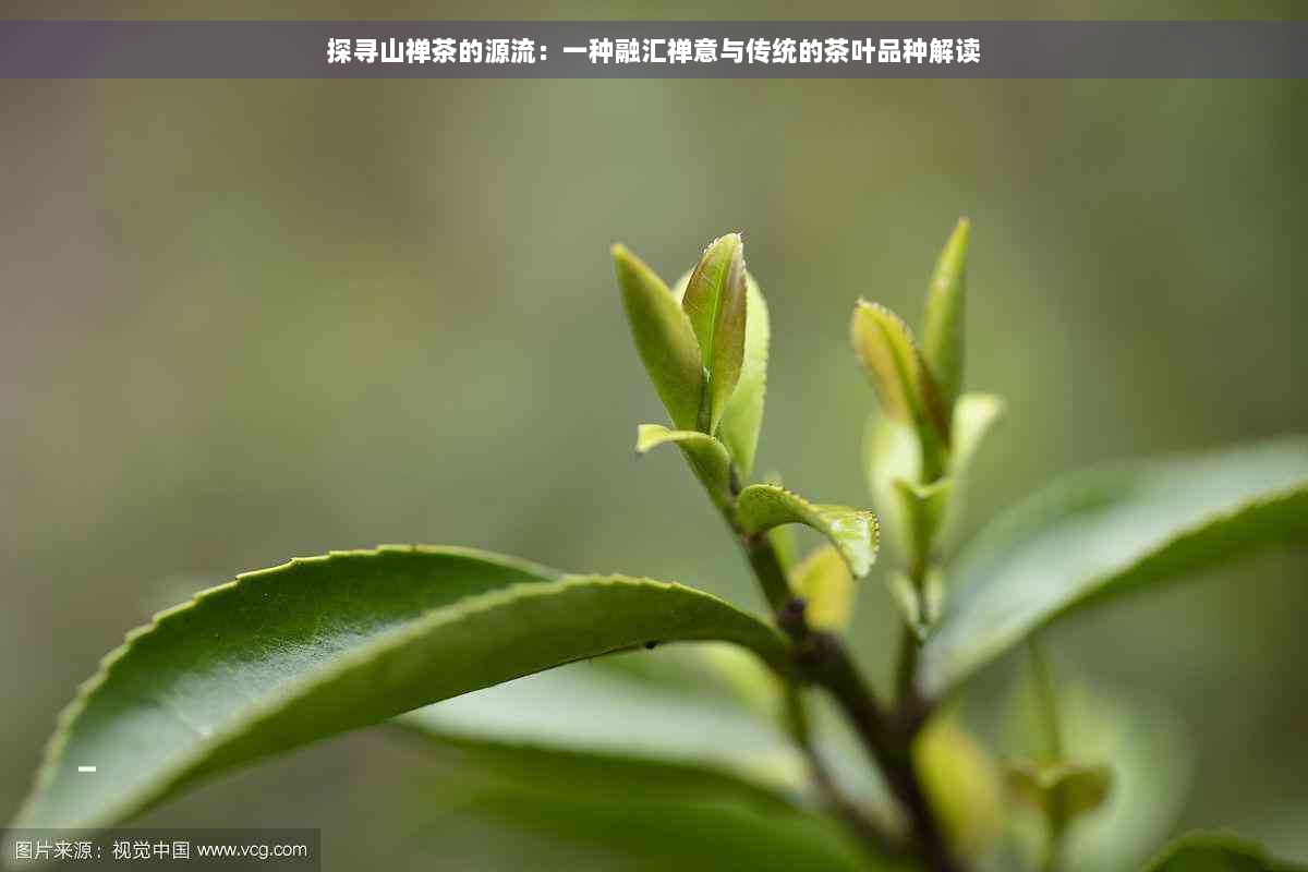 探寻山禅茶的源流：一种融汇禅意与传统的茶叶品种解读