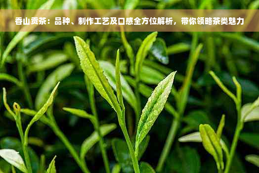 香山贡茶：品种、制作工艺及口感全方位解析，带你领略茶类魅力