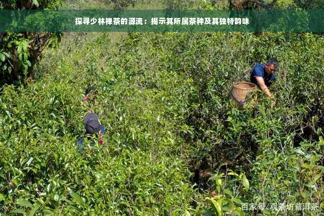 探寻少林禅茶的源流：揭示其所属茶种及其独特韵味