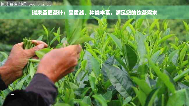 瑞泉圣匠茶叶：品质越、种类丰富，满足您的饮茶需求