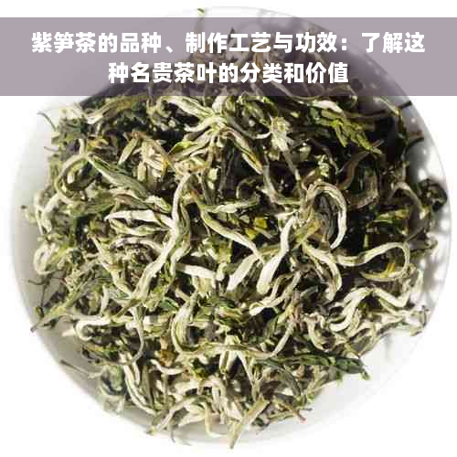 紫笋茶的品种、制作工艺与功效：了解这种名贵茶叶的分类和价值