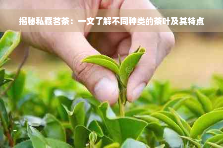 揭秘私藏茗茶：一文了解不同种类的茶叶及其特点