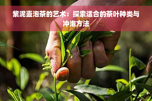 紫泥壶泡茶的艺术：探索适合的茶叶种类与冲泡方法