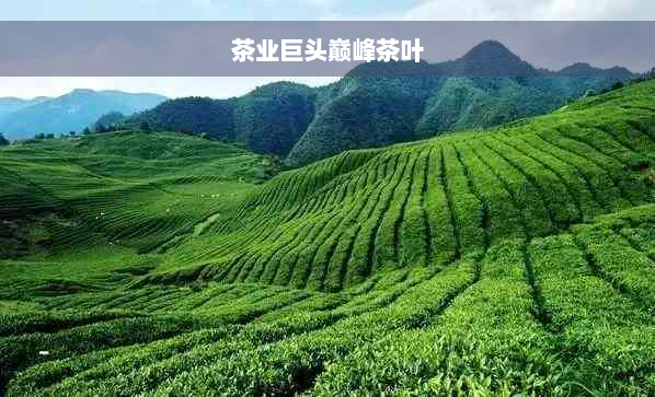 茶业巨头巅峰茶叶