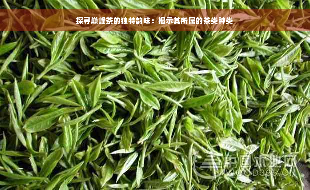 探寻巅峰茶的独特韵味：揭示其所属的茶类种类