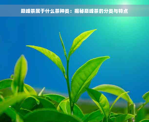 巅峰茶属于什么茶种类：揭秘巅峰茶的分类与特点