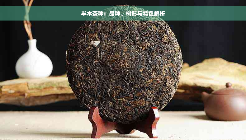 半木茶种：品种、树形与特色解析