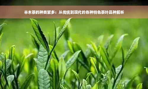 半木茶的种类繁多：从传统到现代的各种特色茶叶品种解析