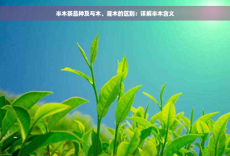 半木茶品种及与木、灌木的区别：详解半木含义