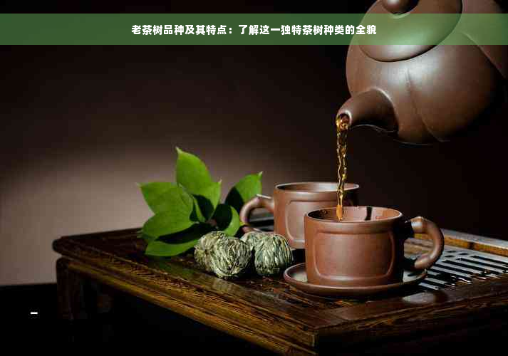 老茶树品种及其特点：了解这一独特茶树种类的全貌