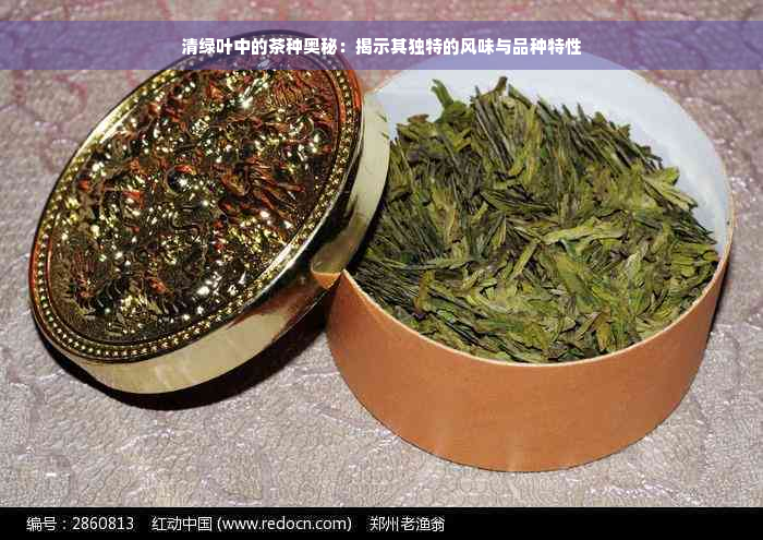 清绿叶中的茶种奥秘：揭示其独特的风味与品种特性