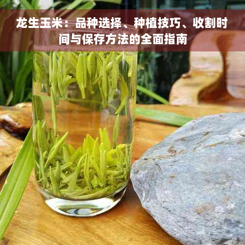 龙生玉米：品种选择、种植技巧、收割时间与保存方法的全面指南