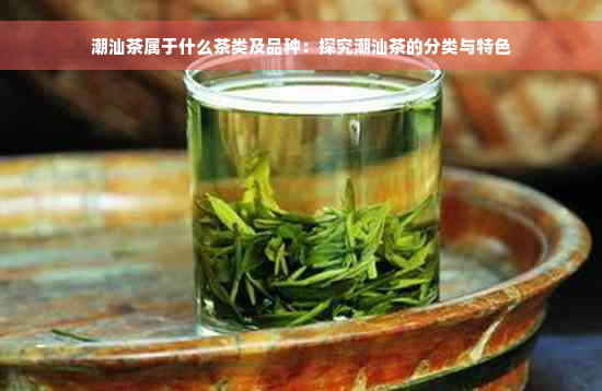 潮汕茶属于什么茶类及品种：探究潮汕茶的分类与特色