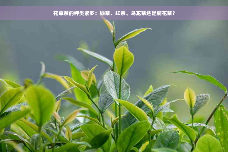 花草茶的种类繁多：绿茶、红茶、乌龙茶还是菊花茶？