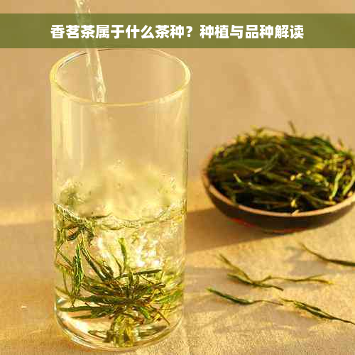 香茗茶属于什么茶种？种植与品种解读