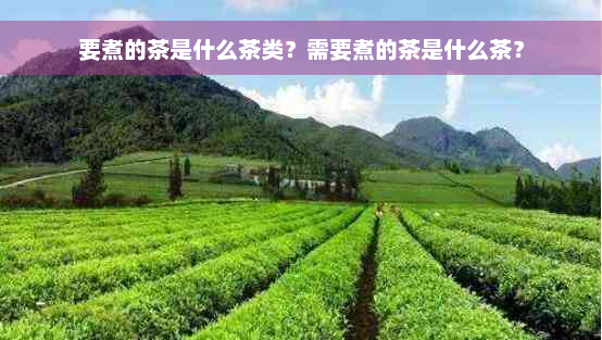 要煮的茶是什么茶类？需要煮的茶是什么茶？