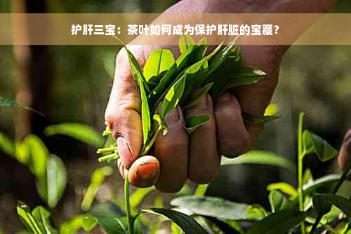 护肝三宝：茶叶如何成为保护肝脏的宝藏？