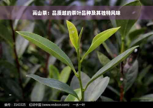 高山茶：品质越的茶叶品种及其独特风味