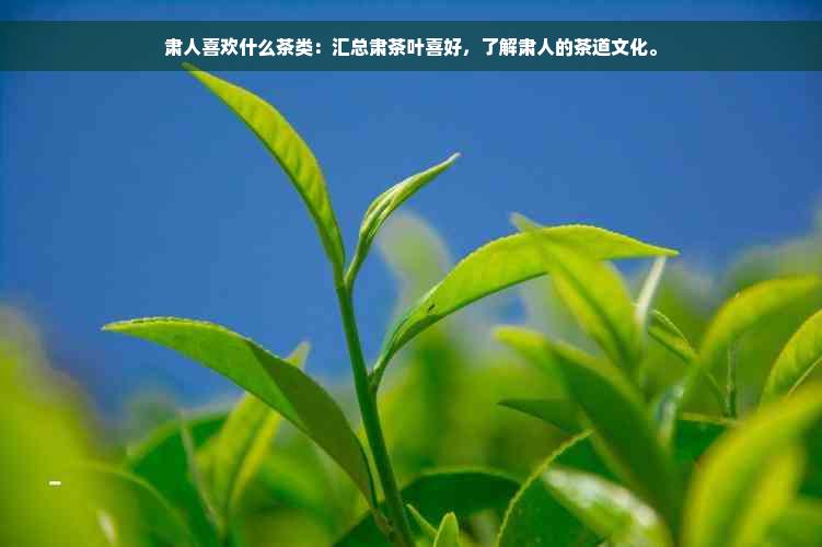 肃人喜欢什么茶类：汇总肃茶叶喜好，了解肃人的茶道文化。