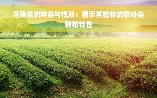 蒸酶茶的种类与性质：揭示其独特的茶叶类别和特性