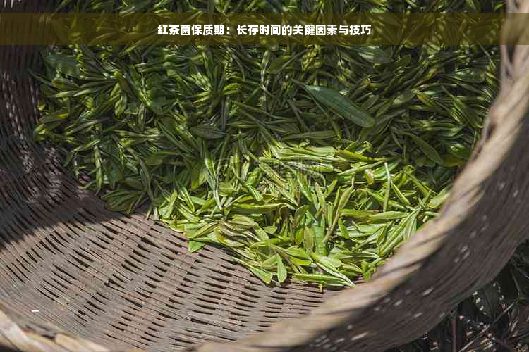 红茶菌保质期：长存时间的关键因素与技巧