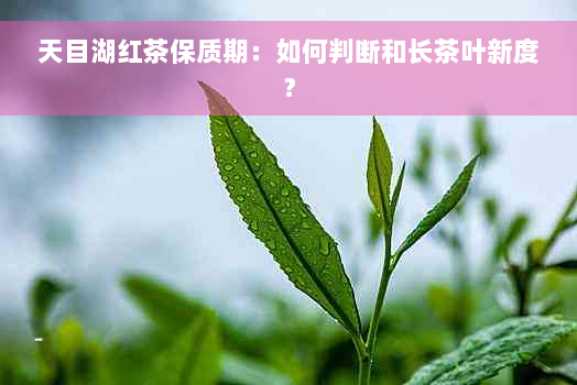 天目湖红茶保质期：如何判断和长茶叶新度？