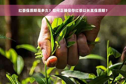 红茶保质期是多久？如何正确保存红茶以长其保质期？