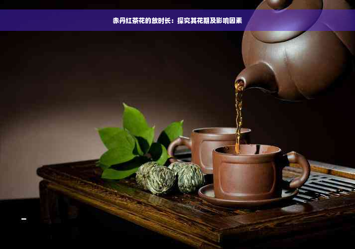 赤丹红茶花的放时长：探究其花期及影响因素