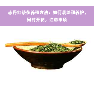 赤丹红茶花养殖方法：如何栽培和养护，何时开花，注意事项