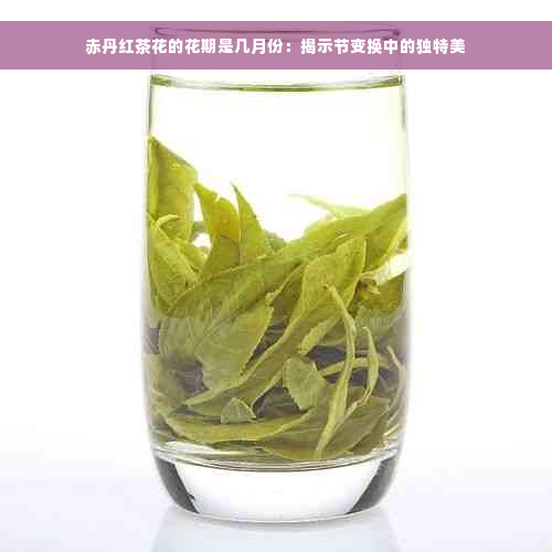 赤丹红茶花的花期是几月份：揭示节变换中的独特美