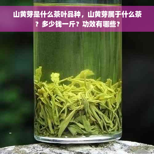 山黄芽是什么茶叶品种，山黄芽属于什么茶？多少钱一斤？功效有哪些？