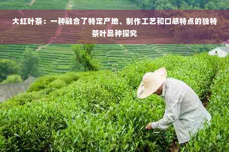 大红叶茶：一种融合了特定产地、制作工艺和口感特点的独特茶叶品种探究